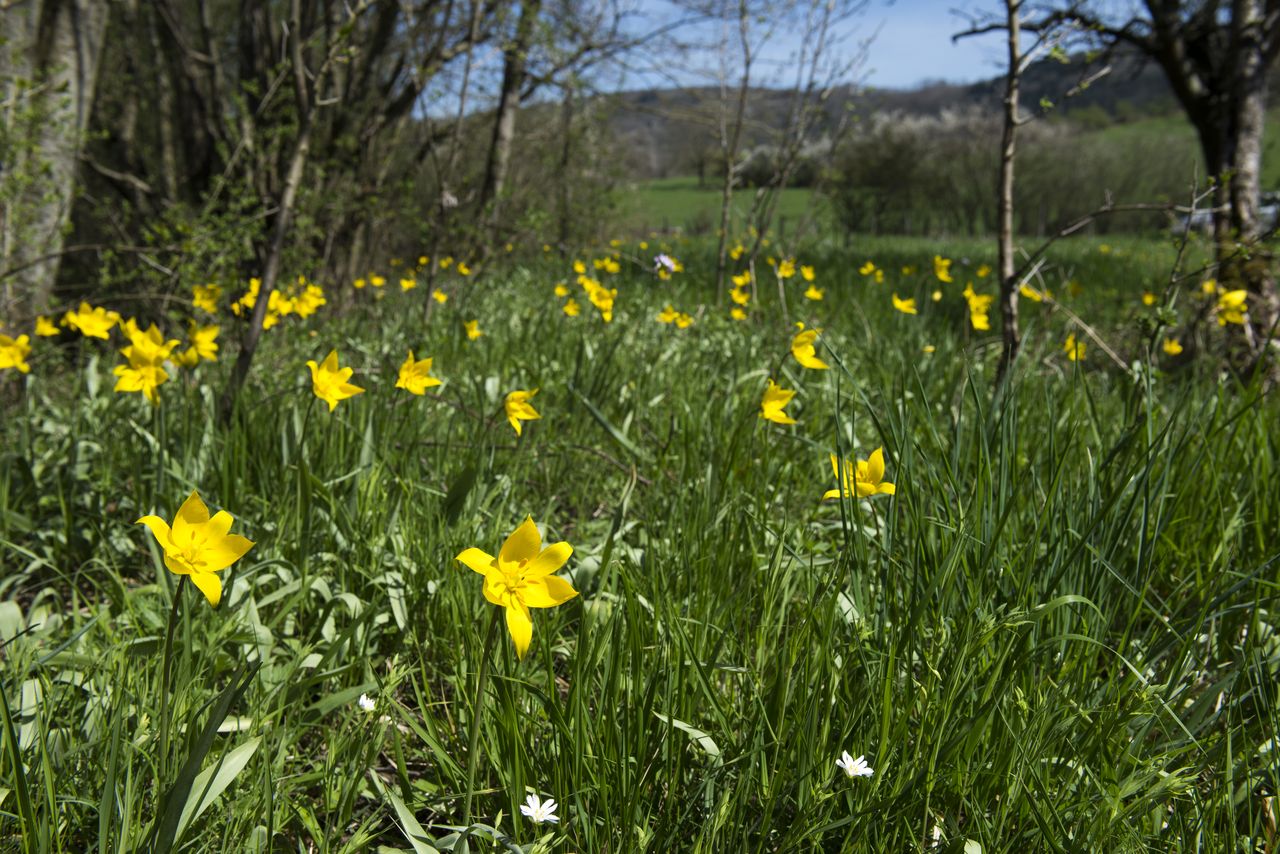 Flore Tulipe de vigne Tul_0442